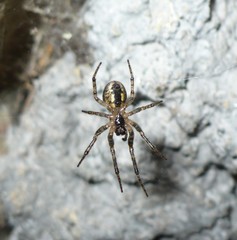 Zygiella montana
