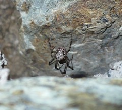 Zygiella montana