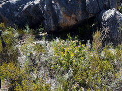 Serruria pedunculata