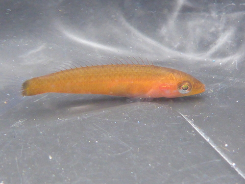 Señorita Wrasse