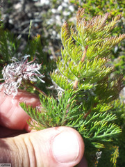 Serruria pedunculata