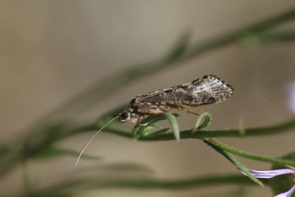 Caddisflies from Gold River, CA 95670, USA on May 23, 2023 by