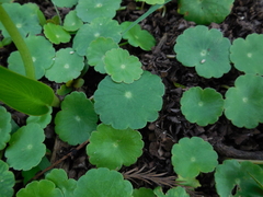 Hydrocotyle umbellata image