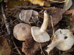 Tricholoma terreum image