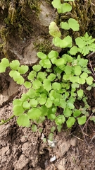 Adiantum jordanii image