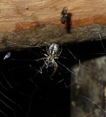 Zygiella montana