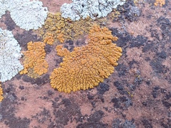 Xanthomendoza trachyphylla