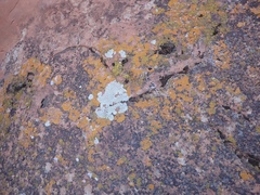 Xanthomendoza trachyphylla