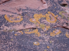 Xanthomendoza trachyphylla