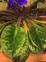 Streptocarpus ionanthus