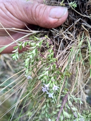 Clinopodium nubigenum