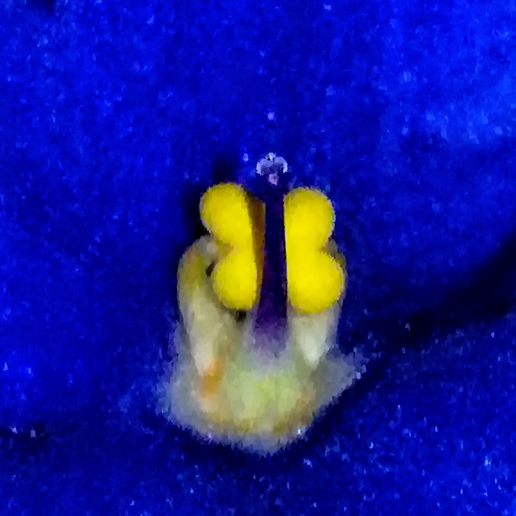 African Violet