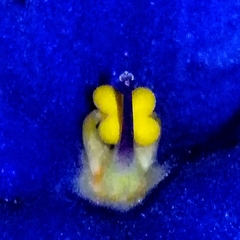 Streptocarpus ionanthus