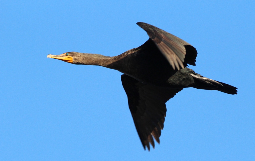 Doublecrested Cormorant (Birds of Rosewood Nature Study Area