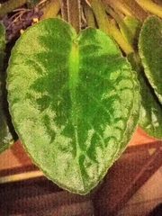 Streptocarpus ionanthus