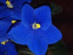Streptocarpus ionanthus
