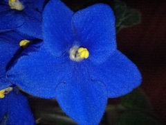 Streptocarpus ionanthus