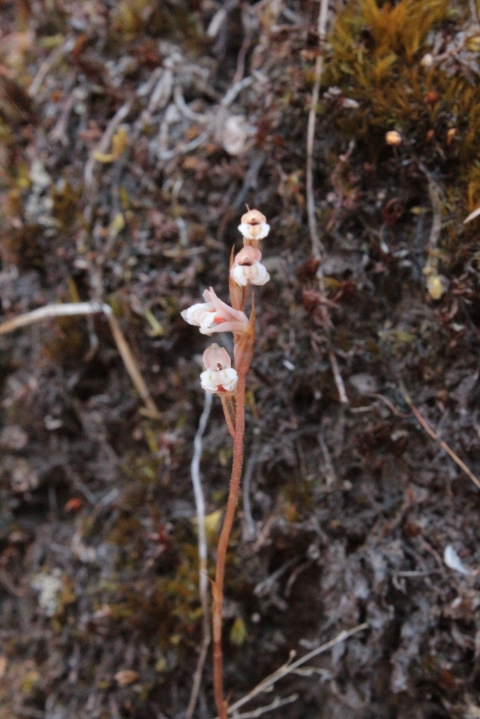 Funkiella parasitica