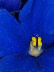 Streptocarpus ionanthus