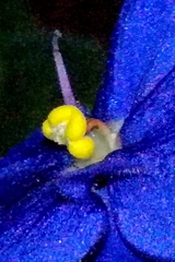 Streptocarpus ionanthus