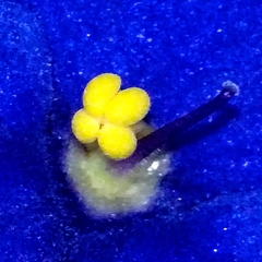 Streptocarpus ionanthus