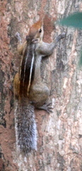 Funambulus tristriatus