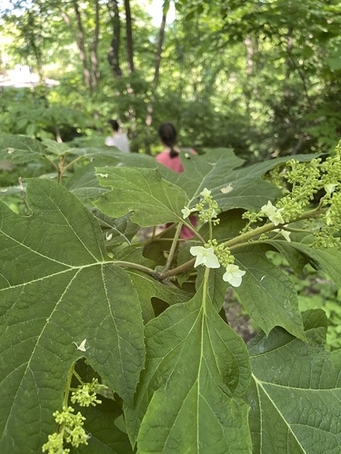 Oakleaf hydrangea (Hydrangea quercifolia)