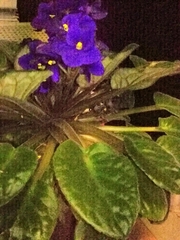 Streptocarpus ionanthus