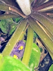 Streptocarpus ionanthus