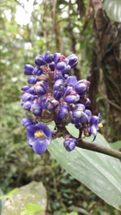 Dichorisandra paranaensis