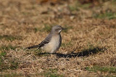 Mimus polyglottos polyglottos