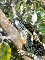 Anolis heterodermus
