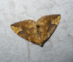 Eulithis populata