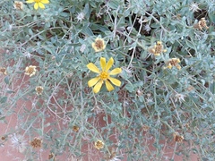 Heterotheca polothrix