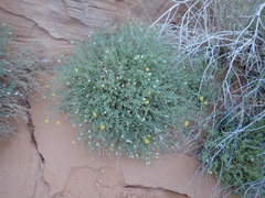 Heterotheca polothrix