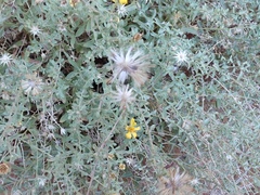 Heterotheca polothrix