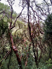 Polylepis quadrijuga