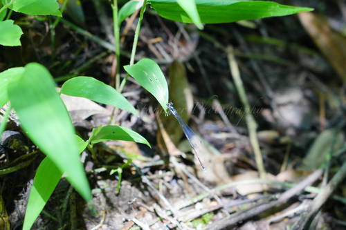 Blue Forest Damsel