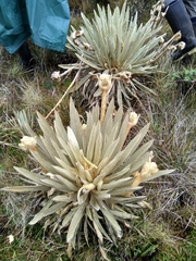 Espeletia congestiflora