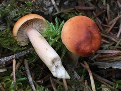 Lactarius subviscidus