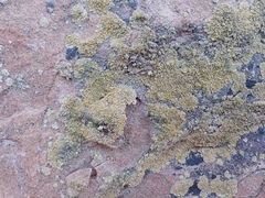 Lecanora mellea