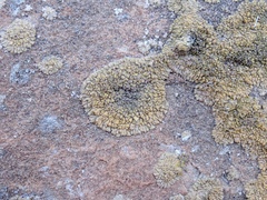 Lecanora mellea