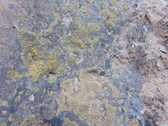 Lecanora mellea