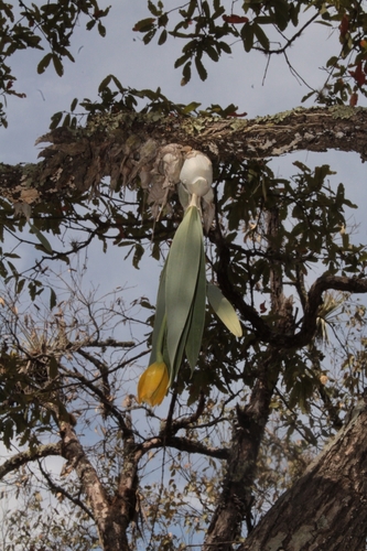 Prosthechea citrina, photograph 3