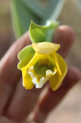Prosthechea citrina, photograph 4