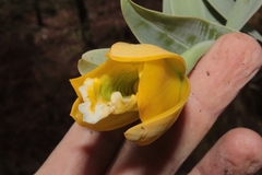 Prosthechea citrina, photograph (c) Arturo Castro Castro, some rights reserved (CC BY)