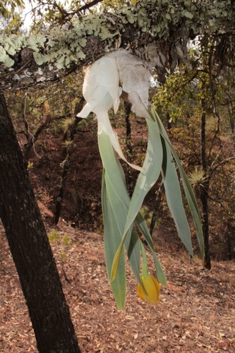 Prosthechea citrina, photograph 6