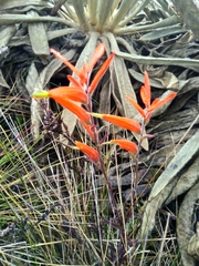 Castilleja integrifolia