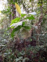 Bathysa australis