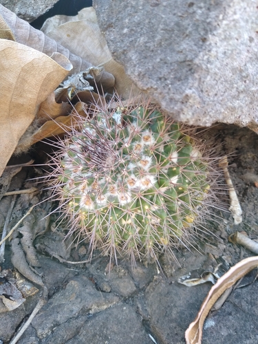 Mammillaria sonorensis